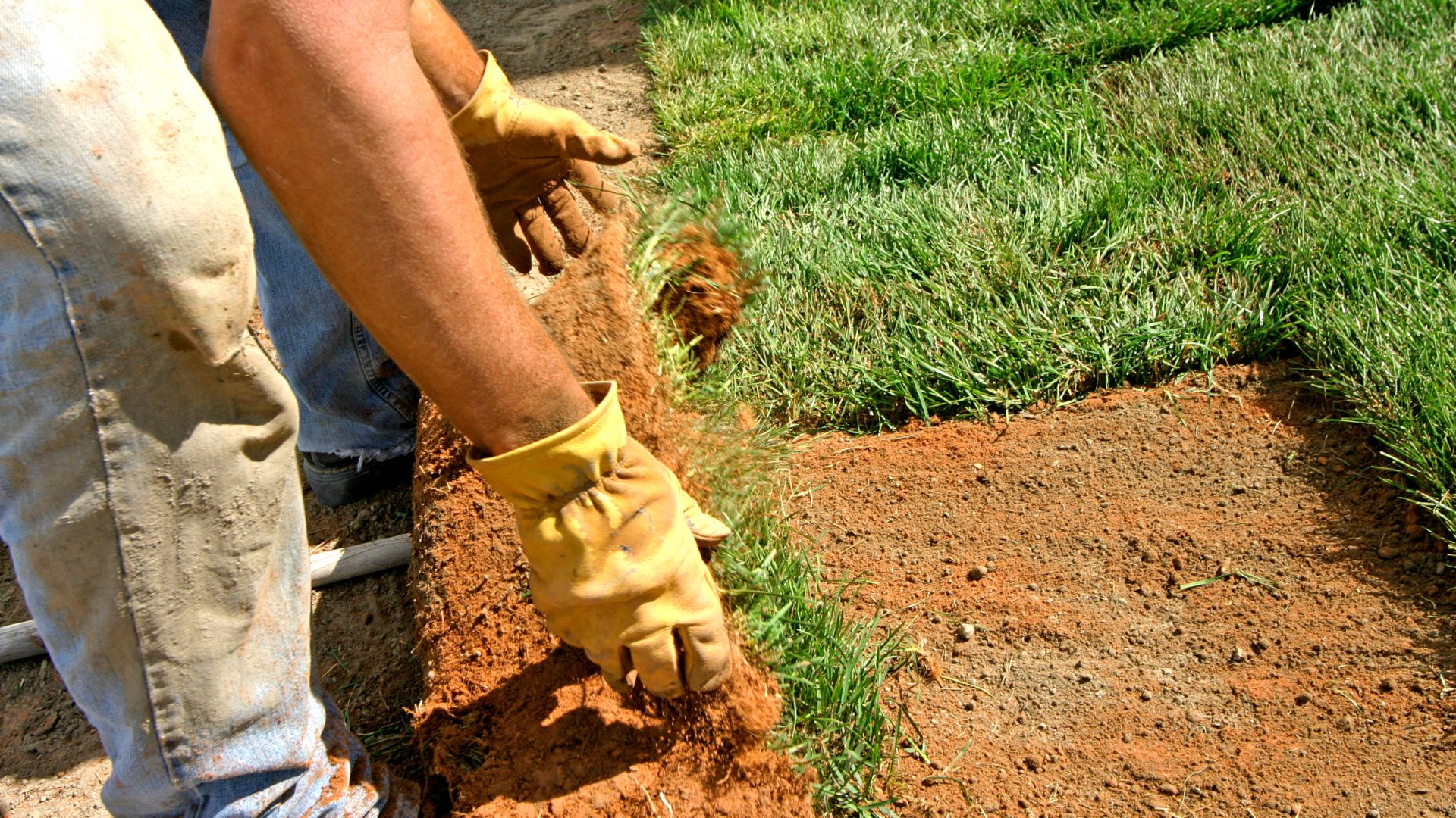 Gloved hands digging in red soil near green grass lawn